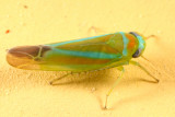 Leafhoppers genus Kyboasca