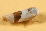Leafhoppers genus Norvellina
