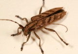 Alder Borer - Saperda obliqua