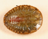 Psephenus herricki (larva)