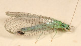 Chrysopa chi (with a Forcipomyia eques attached)