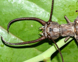 Eastern Dobsonfly - Corydalus cornutus (male)
