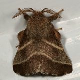 7701 -- Eastern Tent Caterpillar Moth -- Mallacosoma americanum