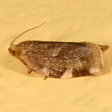 3632 -- Broken-banded Leafroller -- Choristoneura fractivittana