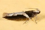 1858 - Telphusa longifasciella