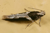 1858 - Telphusa longifasciella