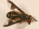 Chrysops indus