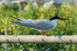 Roseate Tern - Sterna dougallii