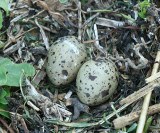 Common Tern - Sterna hirundo  (eggs)