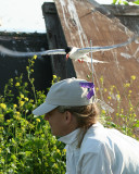 Tern attacking Julie