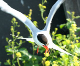Common Tern - Sterna hirundo