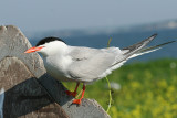 Common Tern - Sterna hirundo
