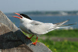 Common Tern - Sterna hirundo