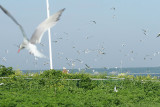 Terns flying over the island