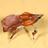5552 -- Boxwood Leaftier Moth -- Galasa nigrinodis