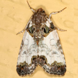9062 -- Tufted Bird-dropping Moth -- Cerma cerintha