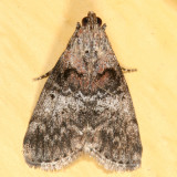 5606 - Maple Webworm Moth - Pococera asperatella
