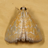 4879 – Xanthophysa psychialis