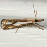 5362 - Double-banded Grass-veneer Moth - Crambus agitatellus