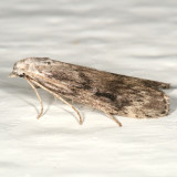 5630 -- Terrenella Bee Moth -- Aphomia terrenella