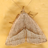 8357 -- Slant-lined Owlet Moth -- Macrochilo absorptalis