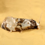 3808 - Phalonidia memoranda