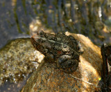American Toad - Anaxyrus americanus