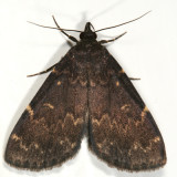 8334 -- Glossy Black Idia Moth -- Idia lubricalis