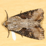 9364.1 - Double-lobed Apamea Moth - Apamea ophiogramma