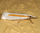 5365 - Girard's Grass-veneer - Crambus girardellus