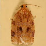3661 - Ugly-nest Caterpillar - Archips cerasivorana