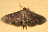 5280 - Serpentine Webworm Moth - Herpetogramma aeglealis
