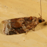 3597 - Red-banded Leafroller - Argyrotaenia velutinana