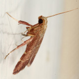 5566 - Posturing Arta Moth - Arta statalis