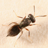 Pteromalidae