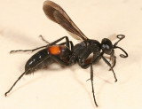 Anoplius sp.