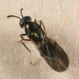 Encyrtidae