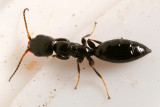 Bethylid Wasp - Bethylidae