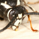 Dolichovespula adulterina (Parasitic Yellowjacket)