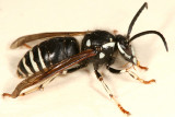 Dolichovespula adulterina (Parasitic Yellowjacket)