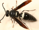 Monobia quadridens