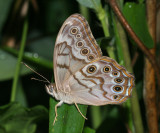 Creole Pearly-Eye (Enodia creola)