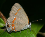 Red-banded Hairstreak (Calycopis cecrops)