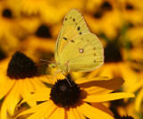 Orange Sulphur (Colias eurytheme)