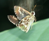 Lace-winged Roadside-Skipper (Amblyscirtes aesculapius)