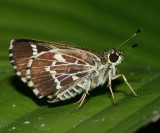 Lace-winged Roadside-Skipper (Amblyscirtes aesculapius)