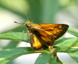 Yehl Skipper (Poanes yehl)