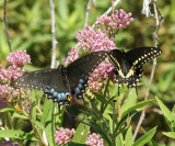 female and male Black Swallowtail (Papilio polyxenes)
