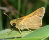 Tawny-edged Skipper (Polites themistocles)
