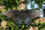 dark form female Eastern Tiger Swallowtail (Papilio glaucus)